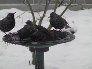 Abbildung 2: Heute badet Familie Star. Das kalte Wetter stört sie dabei überhaupt nicht.