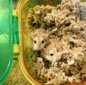 Abbildung 1: Die zwei Versuchshamster mit dem wissenschaftlichen Namen »Phodopus roborovskii«: Hamtaro und Hamtaro Grande.