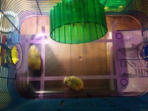 Abbildung 4: Eine aufgezeichnete Skala auf dem transparenten Boden des Hamsterkäfigs erlaubt das Ausmessen der Hamsterschritte.