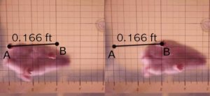 Abbildung 5: Die Auswertung der Zeitlupe verrät die Schrittlänge eines Hamsters von etwa 0,166&nbsp;ft oder umgerechnet etwa 5&nbsp;cm.