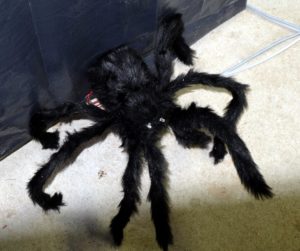 Abbildung 5: Die große Spinne lauert auf ein Opfer.